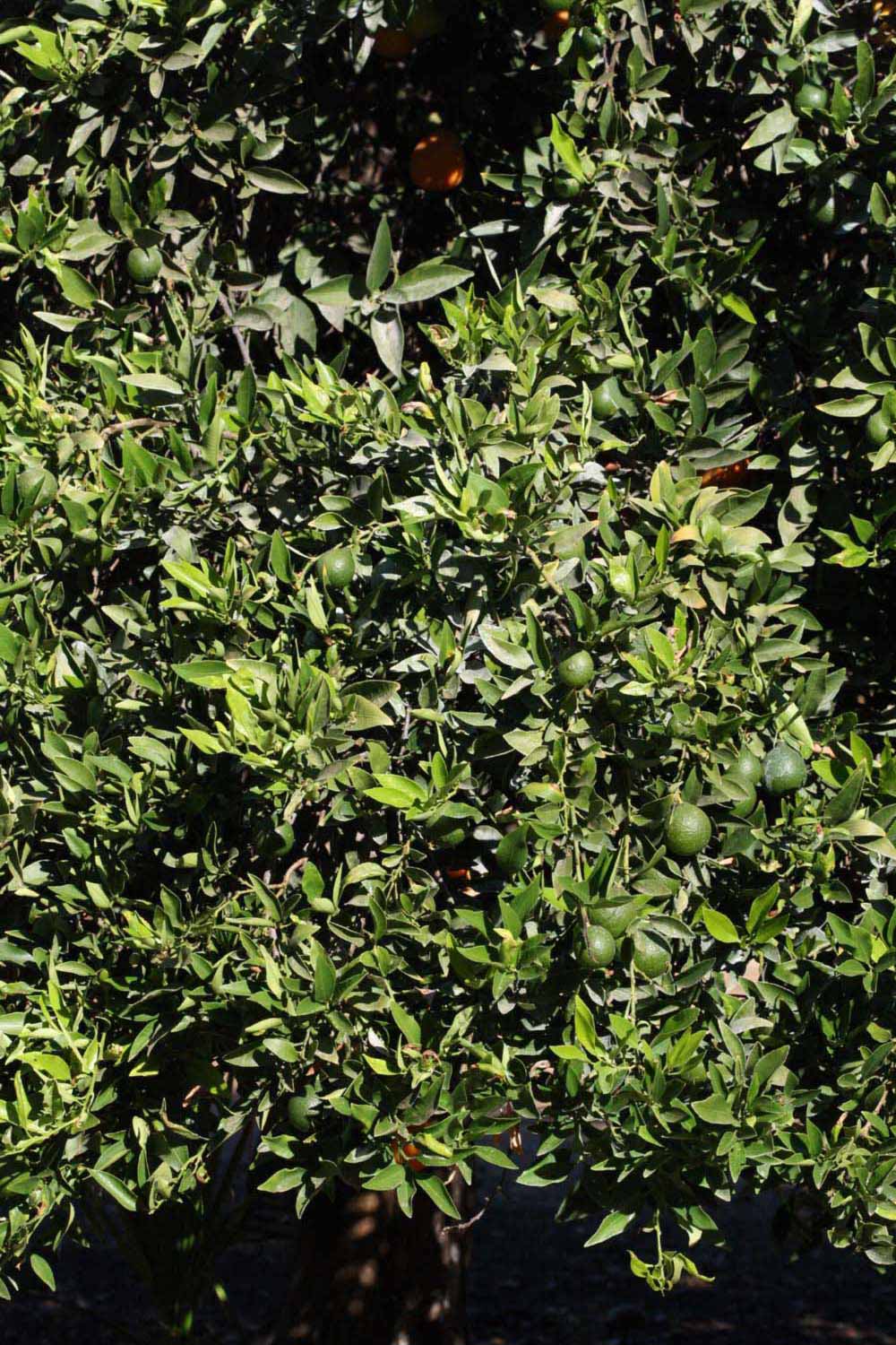            Habit (Riverside, CA)   